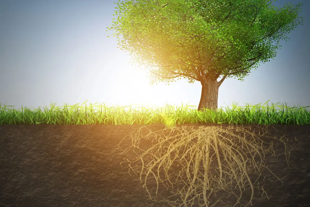Harris Plumbing, Wells & Drains - image of large tree and the root structure