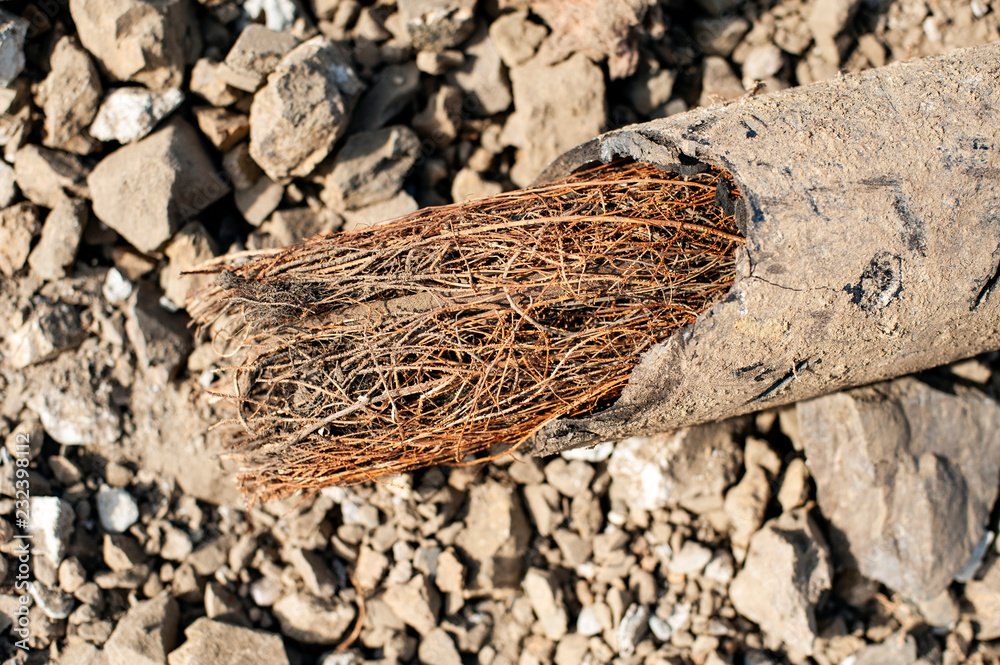 roots in clogged drain